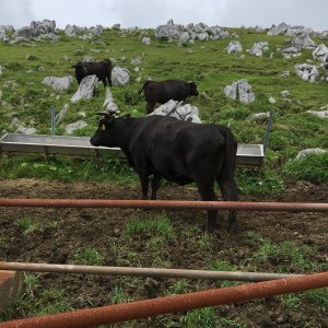 大山まきばみるくの里