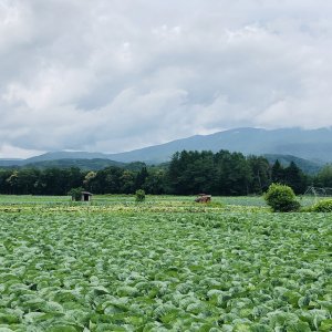 嬬恋パノラマライン