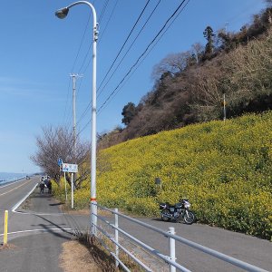 閏住の菜の花畑