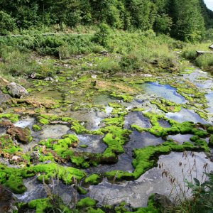 チャツボミゴケ公園
