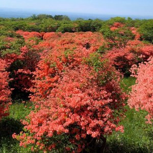 八幡ツツジ群落