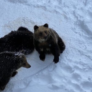 昭和新山クマ牧場
