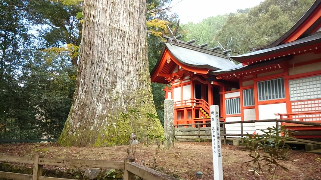 八村杉