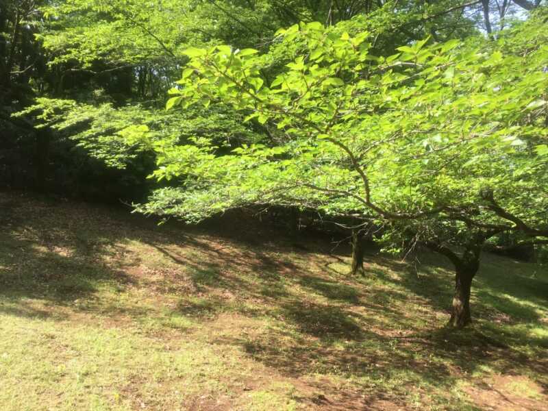 七沢森林公園