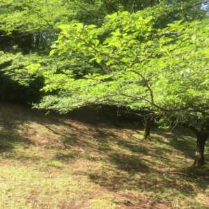 七沢森林公園