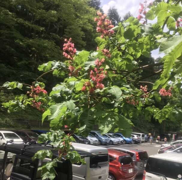七沢森林公園