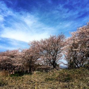 反町の森公園