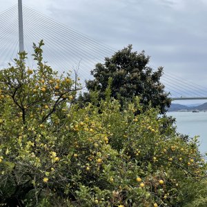 生口島