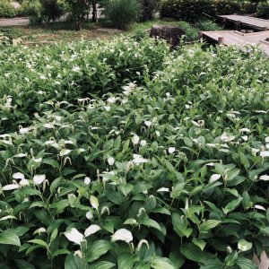 水生植物公園みずの森