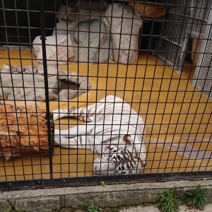秋吉台自然動物公園サファリランド