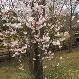 東山森林公園　下米田さくらの森