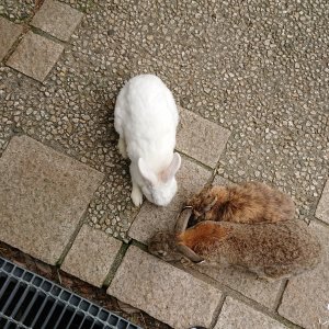 月うさぎの里