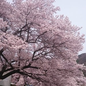 高遠城址公園