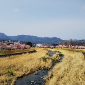 春木径